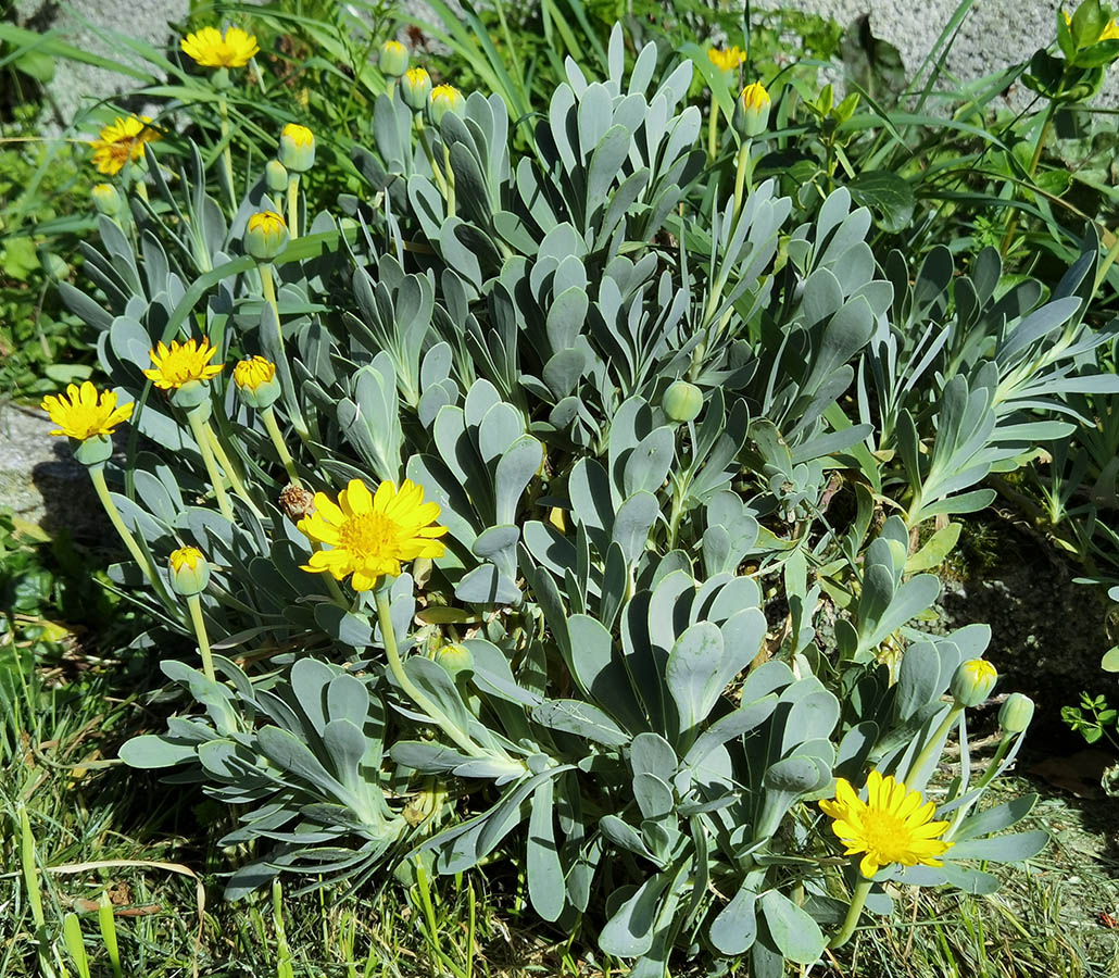 Hertia cheirifolia photo